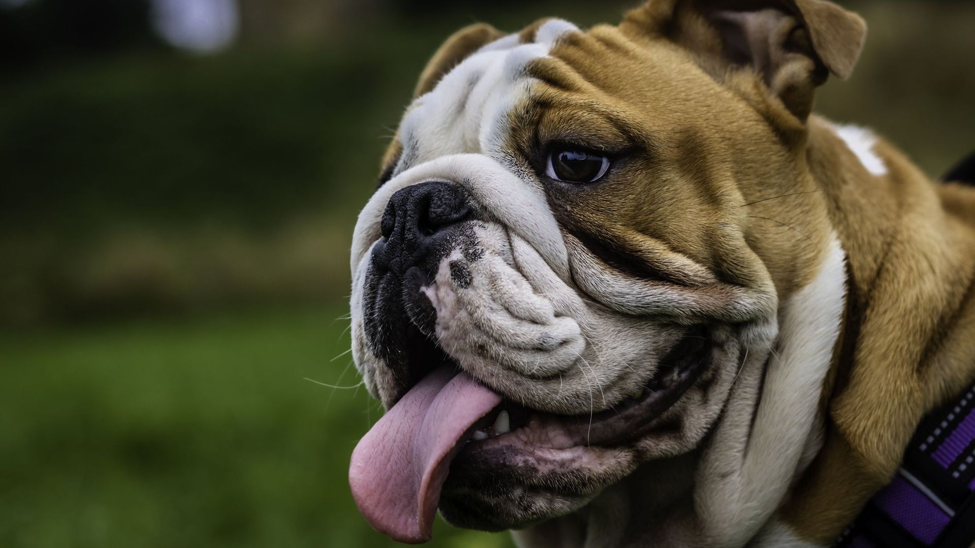 Le bulldog anglais : problèmes respiratoires.