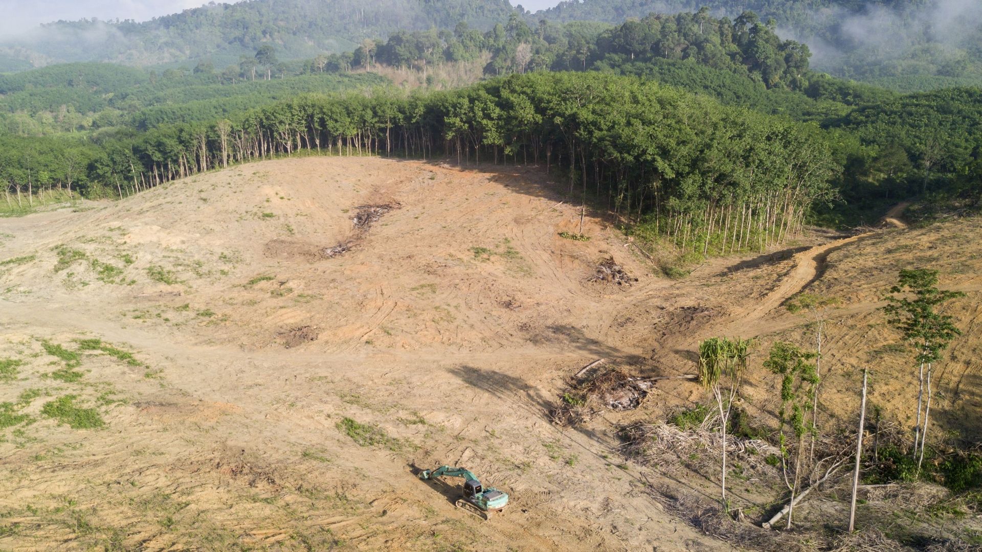 Déforestation dans la jungle de Bornéo (Malaisie) pour la production d’huile de palme.