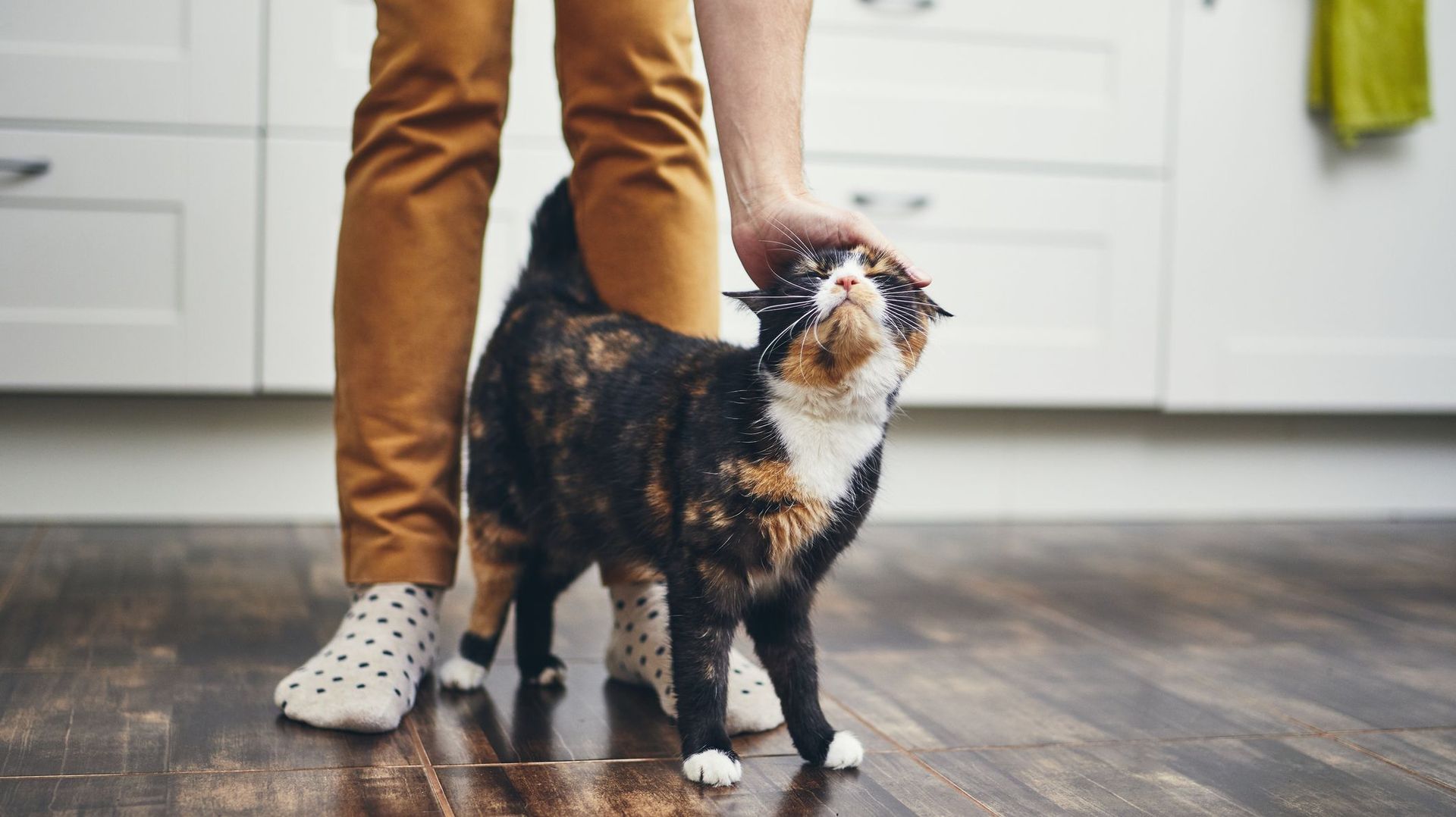 Decrypter Les Comportements Etranges De Nos Chiens Et Chats Rtbf Be
