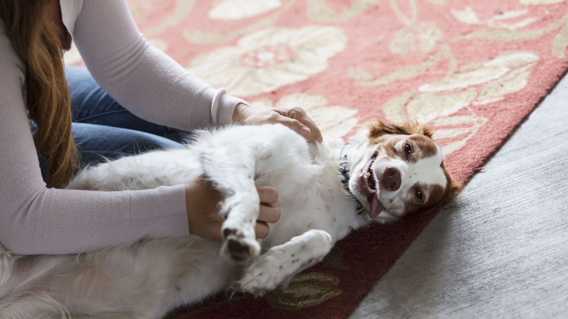 Mon chien a le hoquet : comment le calmer ? - RTBF Actus