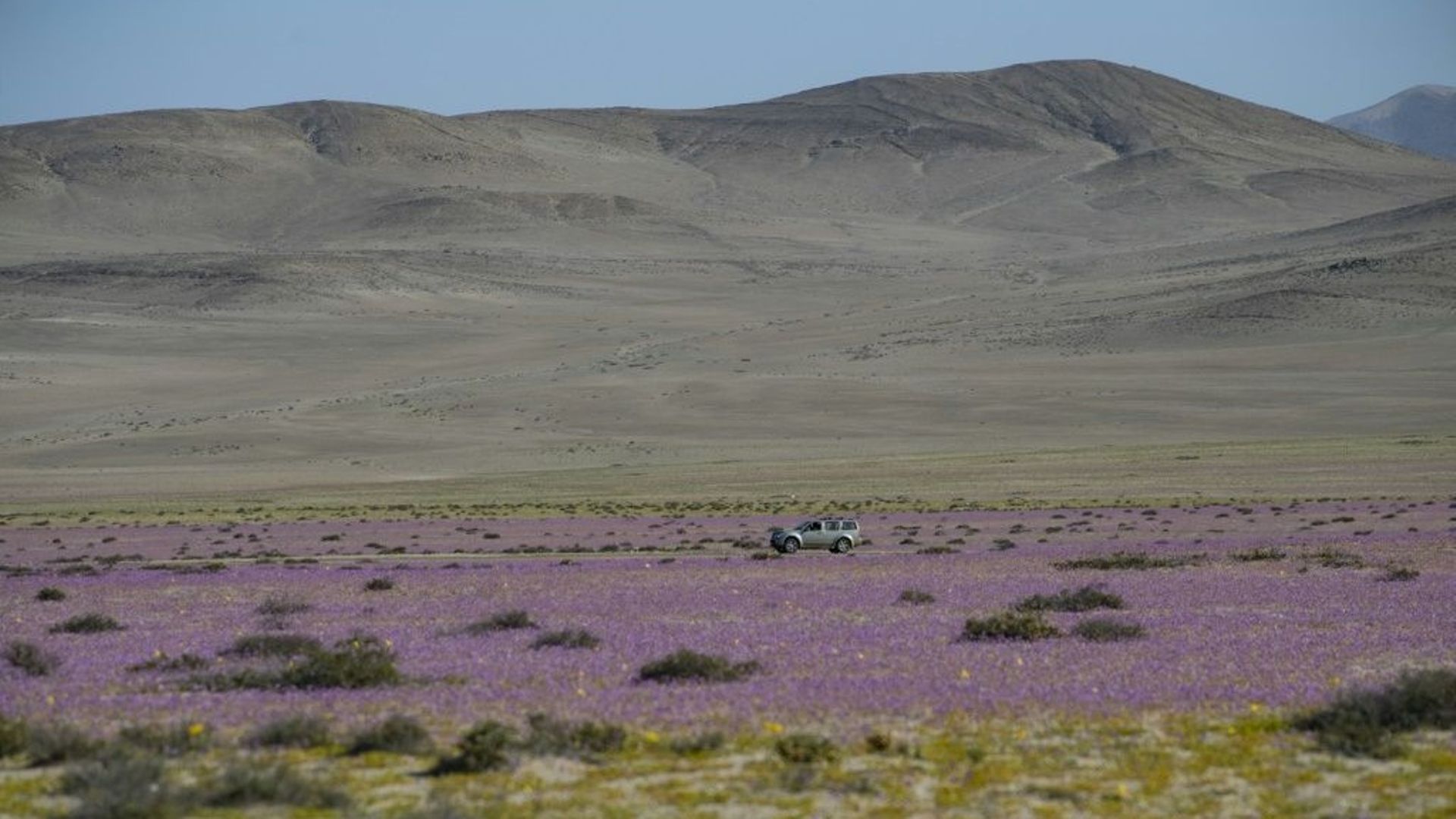 L'écosystème unique du désert d'Atacama menacé par les déchets du monde.
