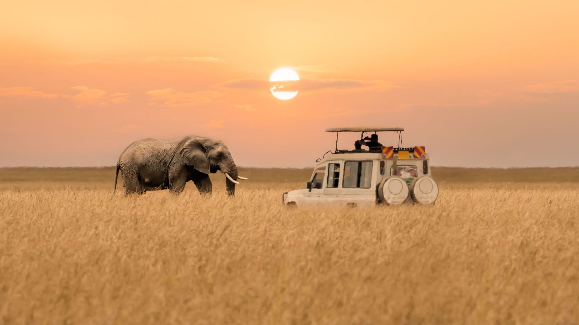 Safari en Afrique, un rêve possible 