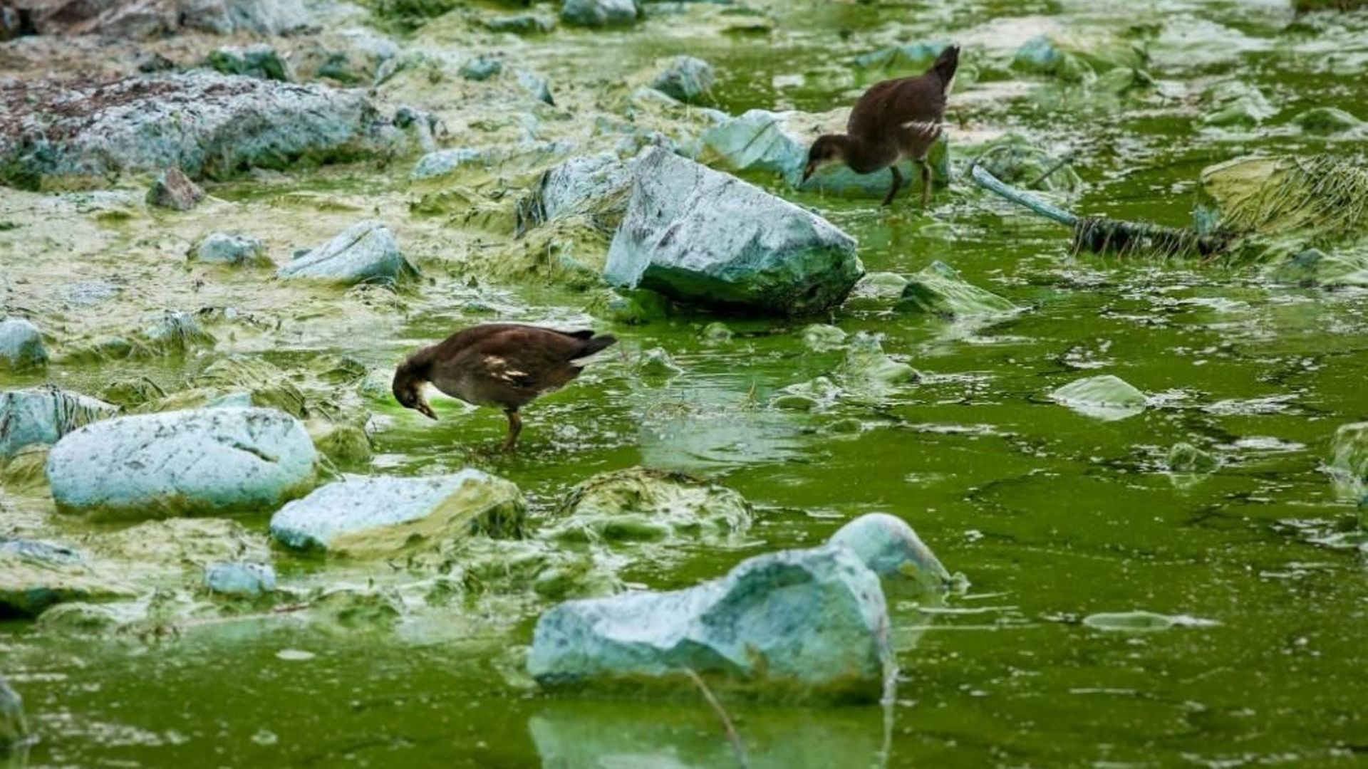 Le plus grand lac du Royaume-Uni suffoque à cause des algues toxiques