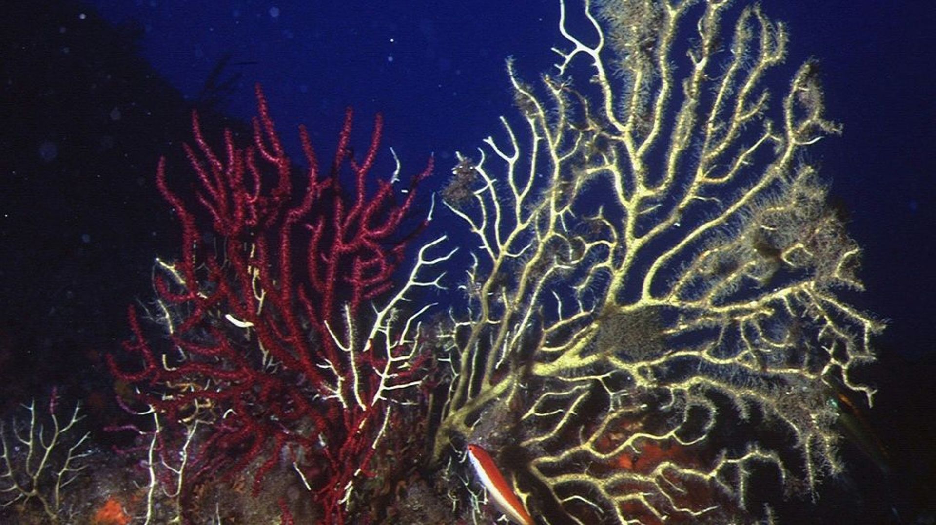 Comme "un incendie sous l'eau": au large de Marseille, les gorgones rouges, une espèce de corail, ont été décimées, victimes de la température record de la Méditerranée cet été