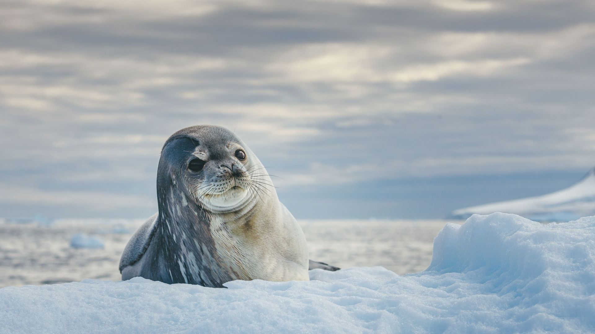 Insolite : 16 animaux marins transparents qui n'ont rien à cacher 
