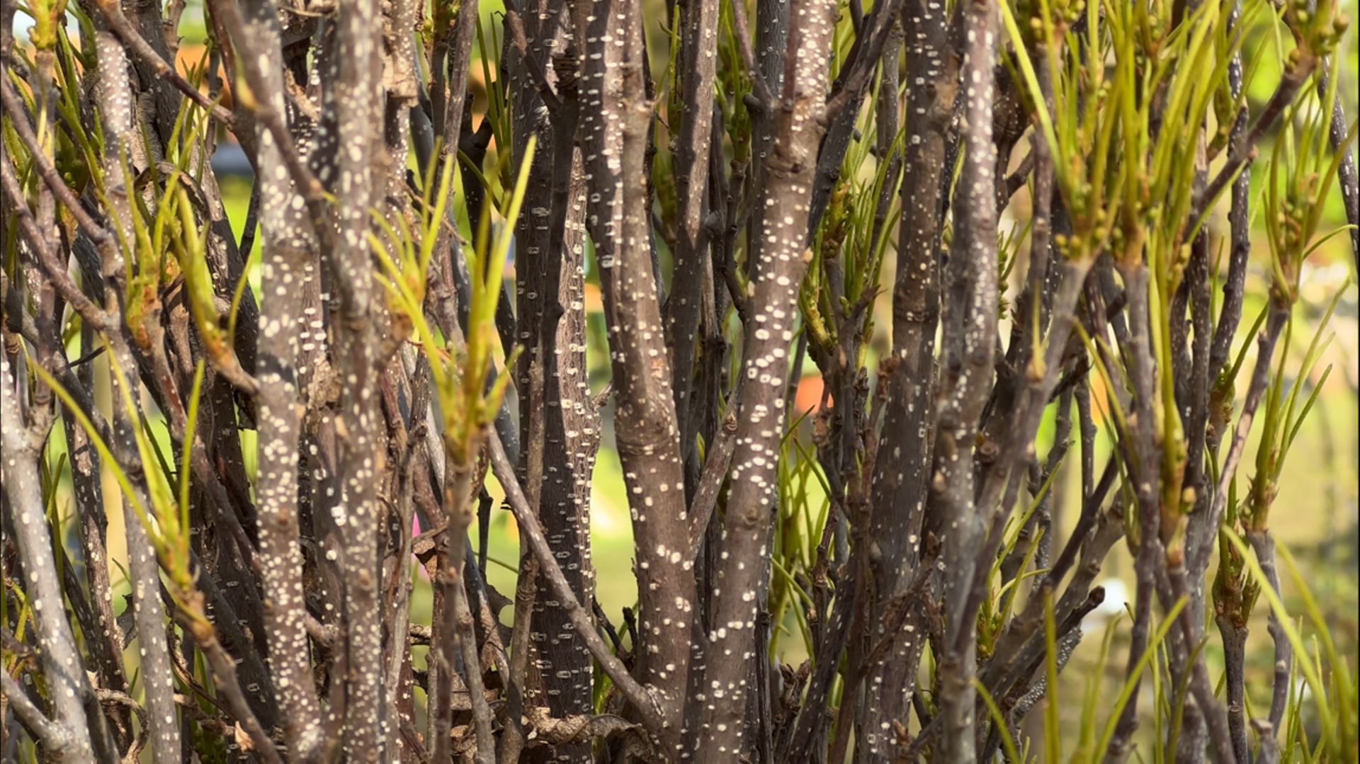 Comme tous les arbustes, cette bourdaine nécessite une attention particulière après sa plantation. Il faut arroser régulièrement en été et couvrir le sol pour maintenir l’humidité. Après deux ans, les racines bien développées assurent une bonne pérennité.