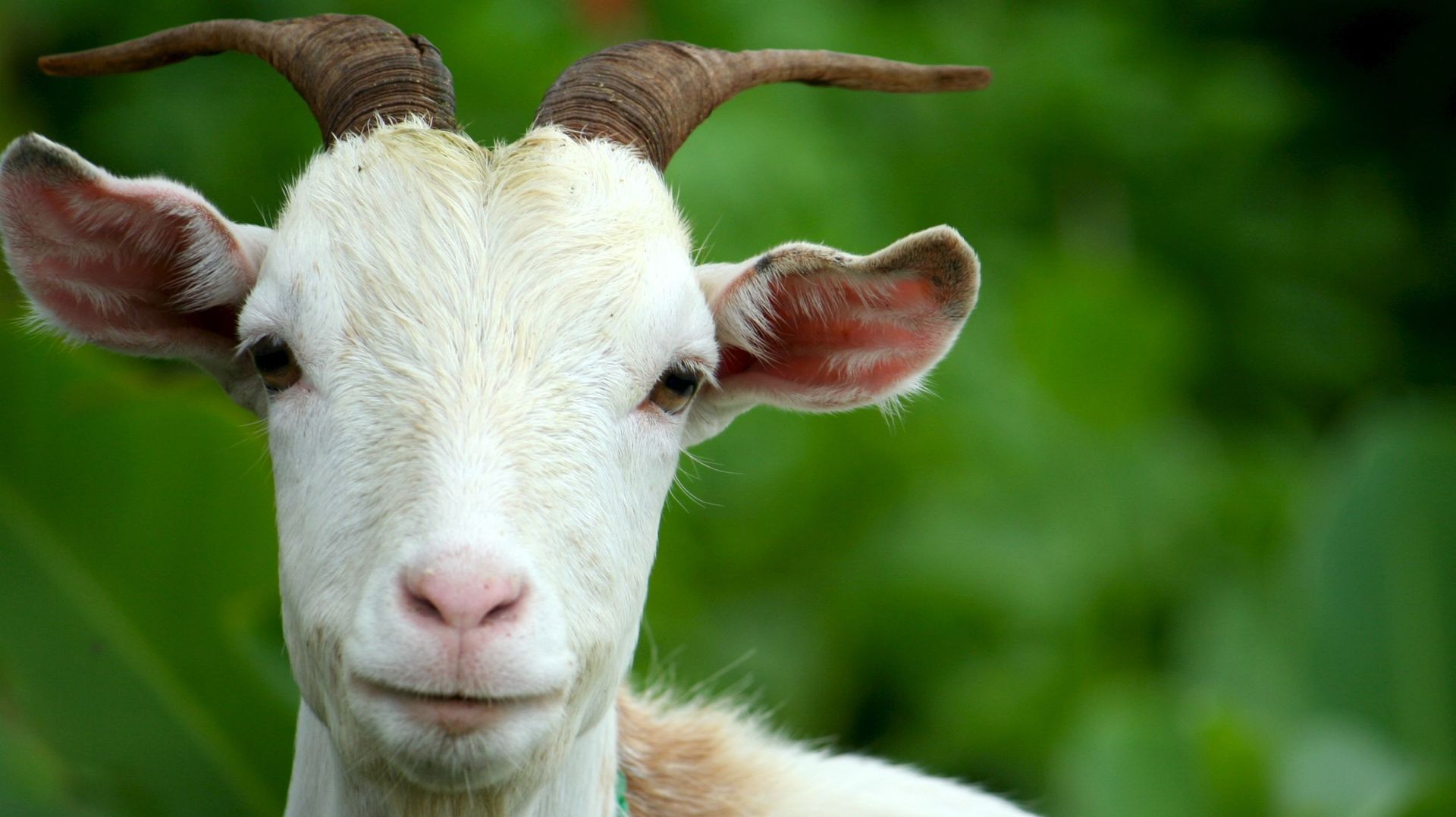 L'Afsca rappelle du crottin de chèvre vendu dans plusieurs grandes enseignes