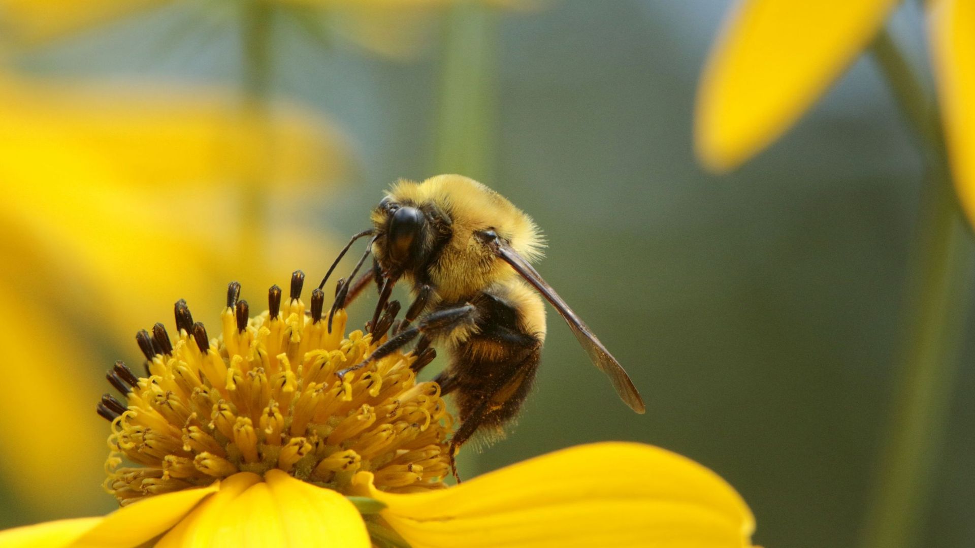 les-insectes-pollinisateurs-essentiels-pour-la-reproduction-des-plantes