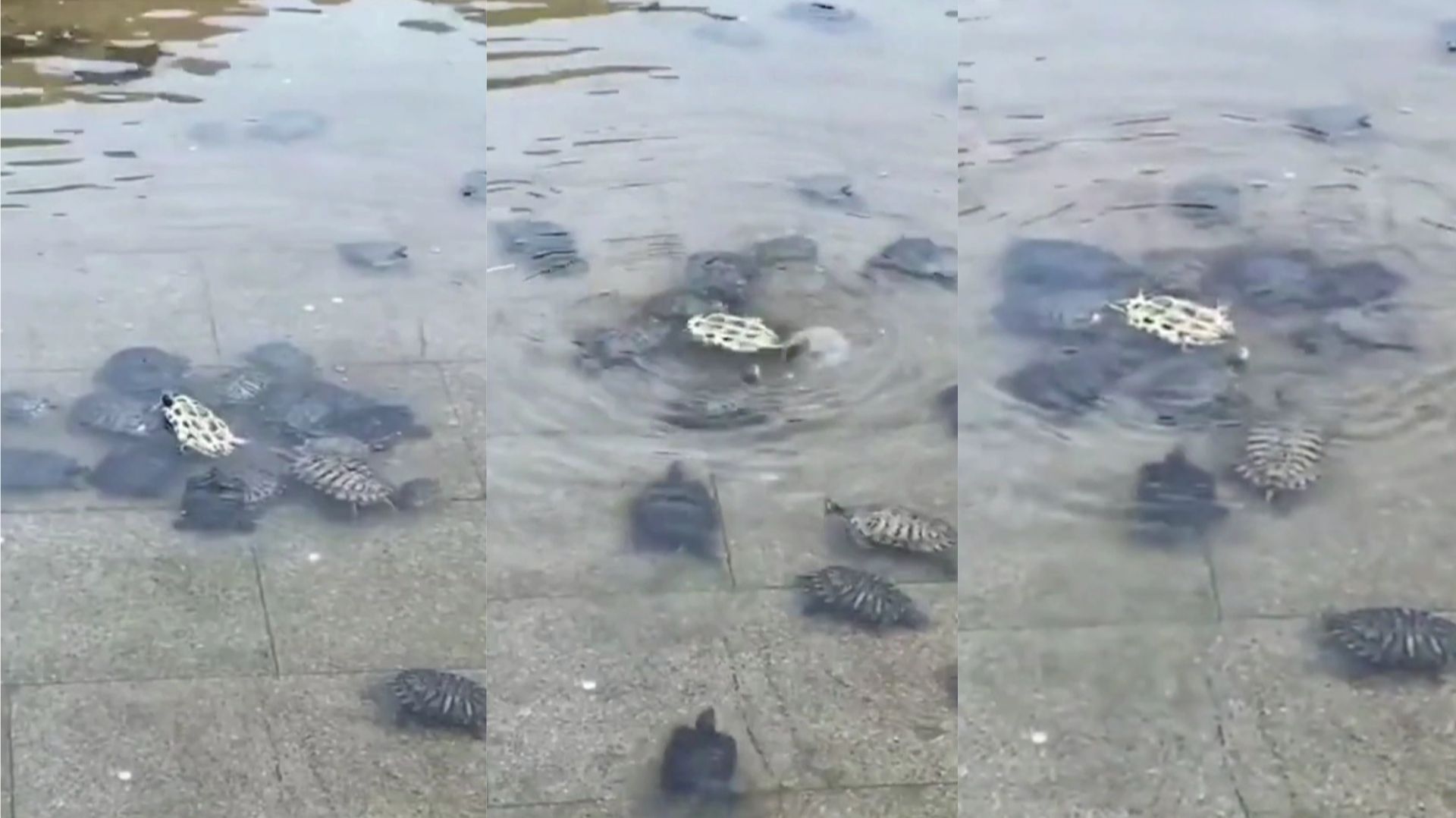 Une tortue luth de 200 kg retrouvée morte sur la plage de Knokke-Heist 