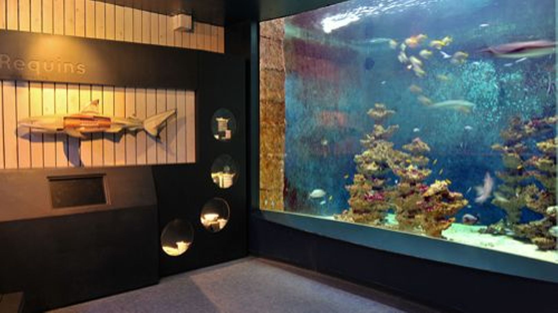 Pendant la première phase des travaux, l'aquarium est fermé mais le Muséeum et la salle TreZOOr restent accessibles au public. 