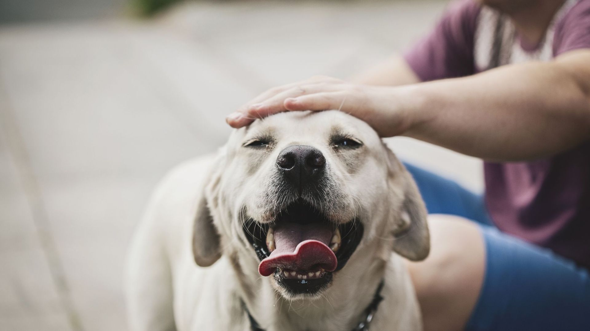 Une personne sur cinq préfèrerait avoir un chien qu'une relation amoureuse