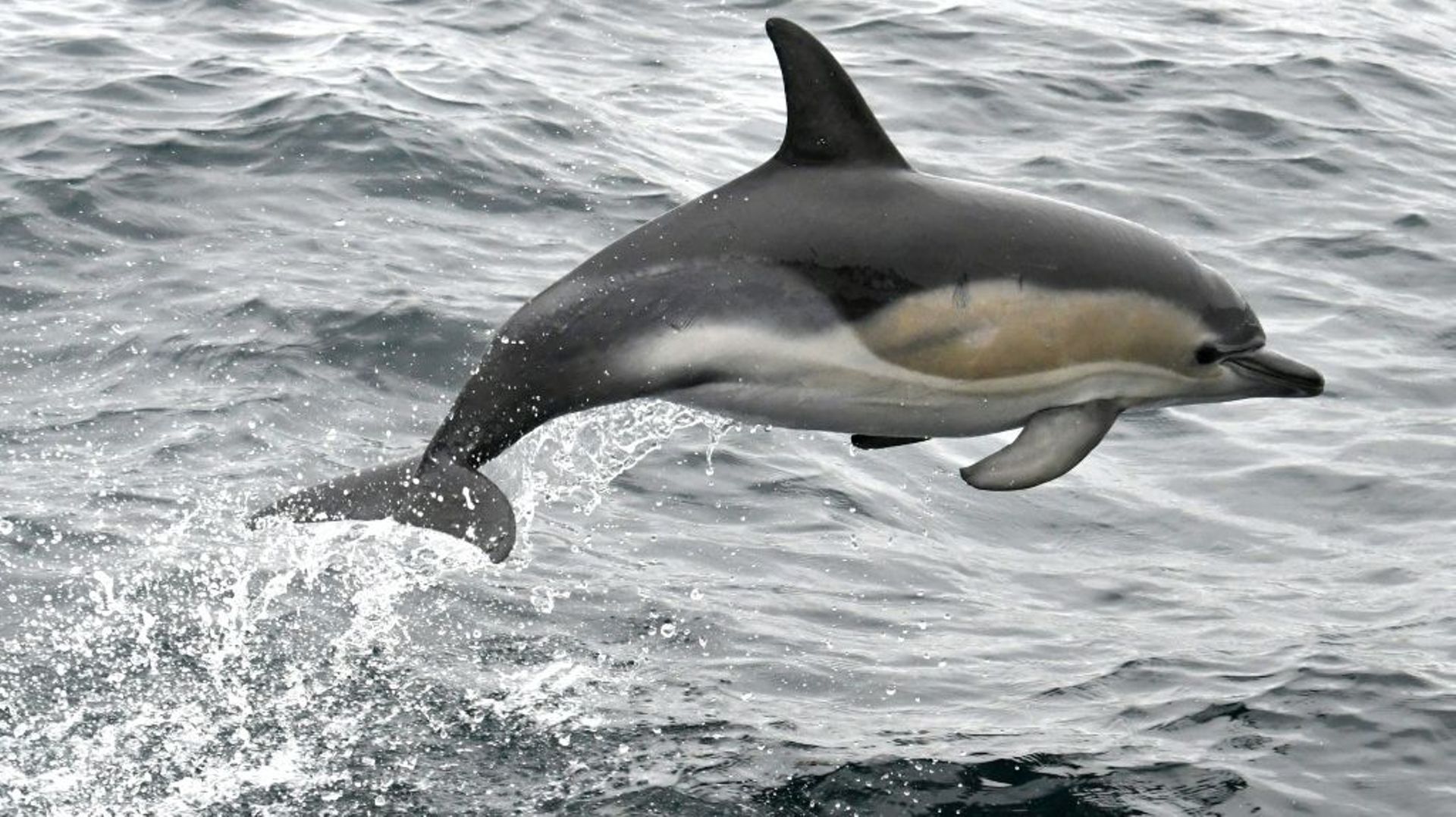 Un dauphin à quelques encâblures de la Foret-Fouesnant dans le sud du Finistère le 17 octobre 2017
