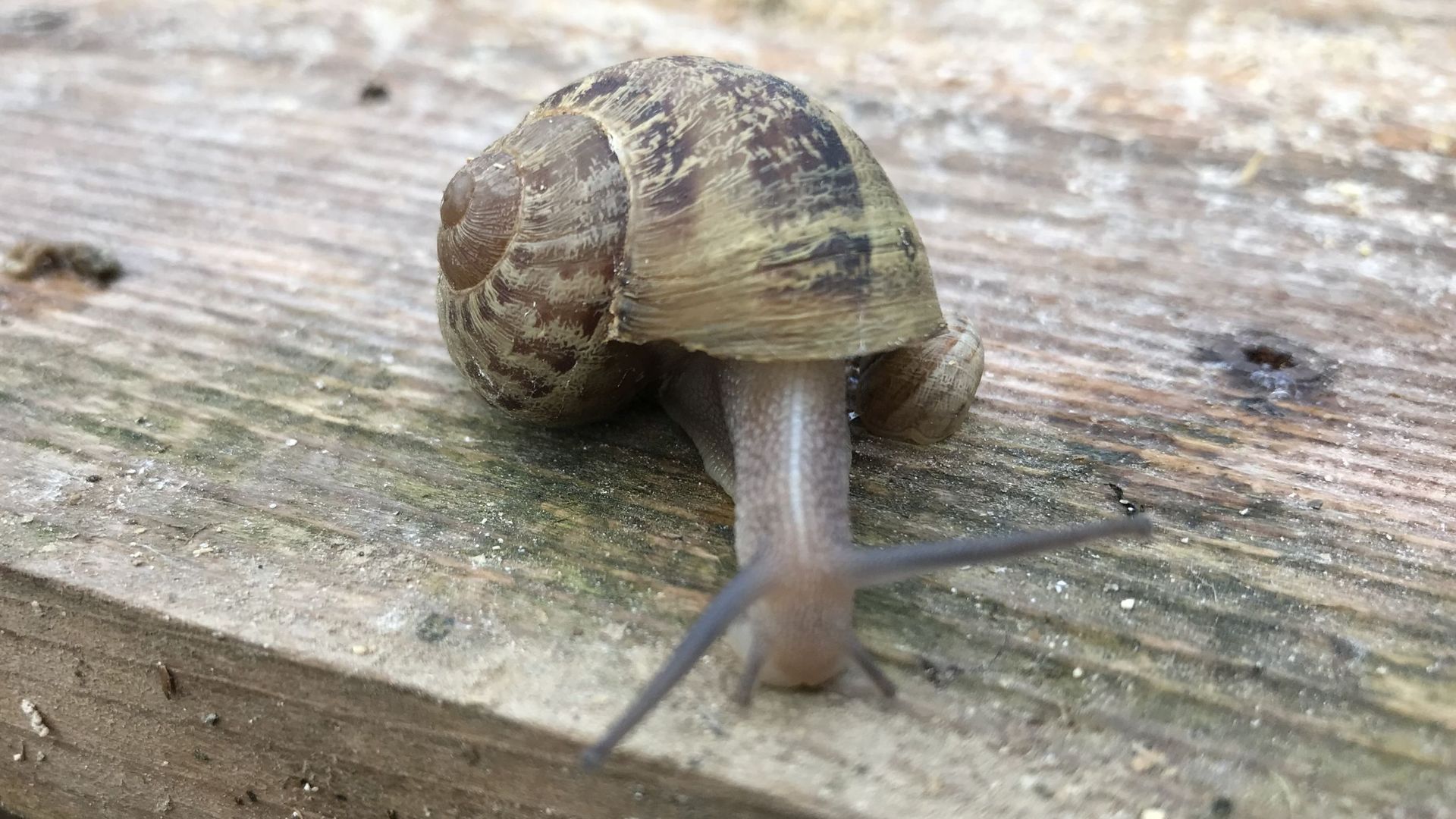 Reproduction et cycle de vie des escargots !