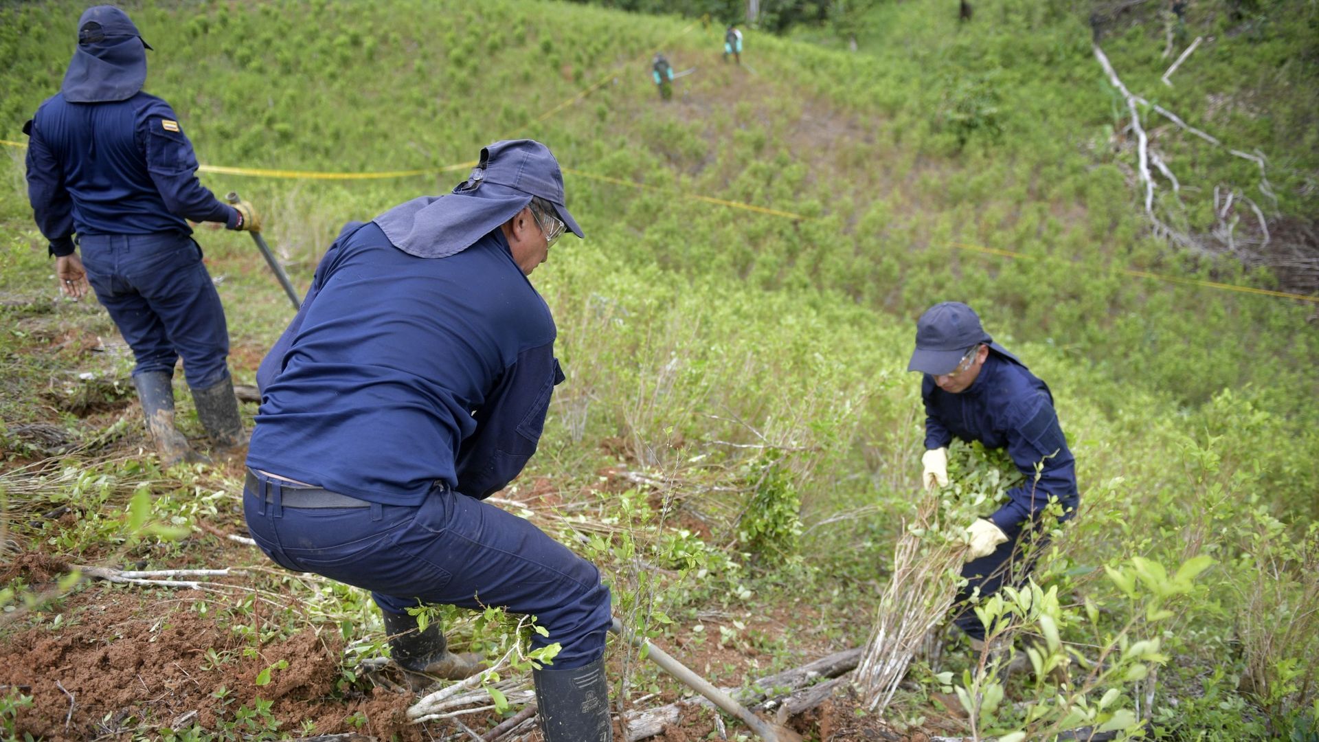 La police colombienne a procédé à une descente dans un champ de coca à Tumaco en Colombie. Ce pays d’Amérique du Sud est le plus grand producteur de cocaïne au monde, dont une grande partie est destinée au marché américain.