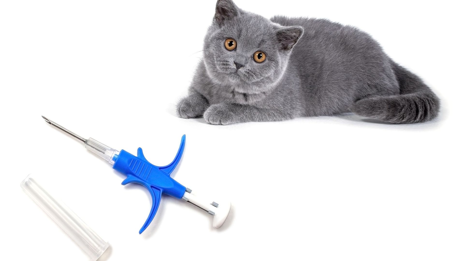 Syringe for the introduction of chip and identifier animal alongside kitten British Shorthair breed.