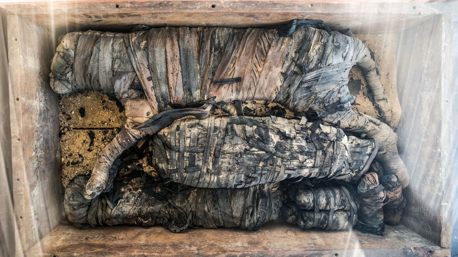 La momie d’un chat trouvée dans la nécropole de Saqqara en 2019