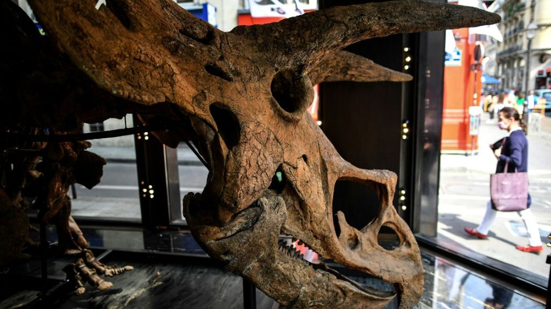 Un crâne de tricératops et quelque 200 os de son squelette sont exposés avant sa vente aux enchères chez Drouot en octobre, à Paris le 31 août 2021