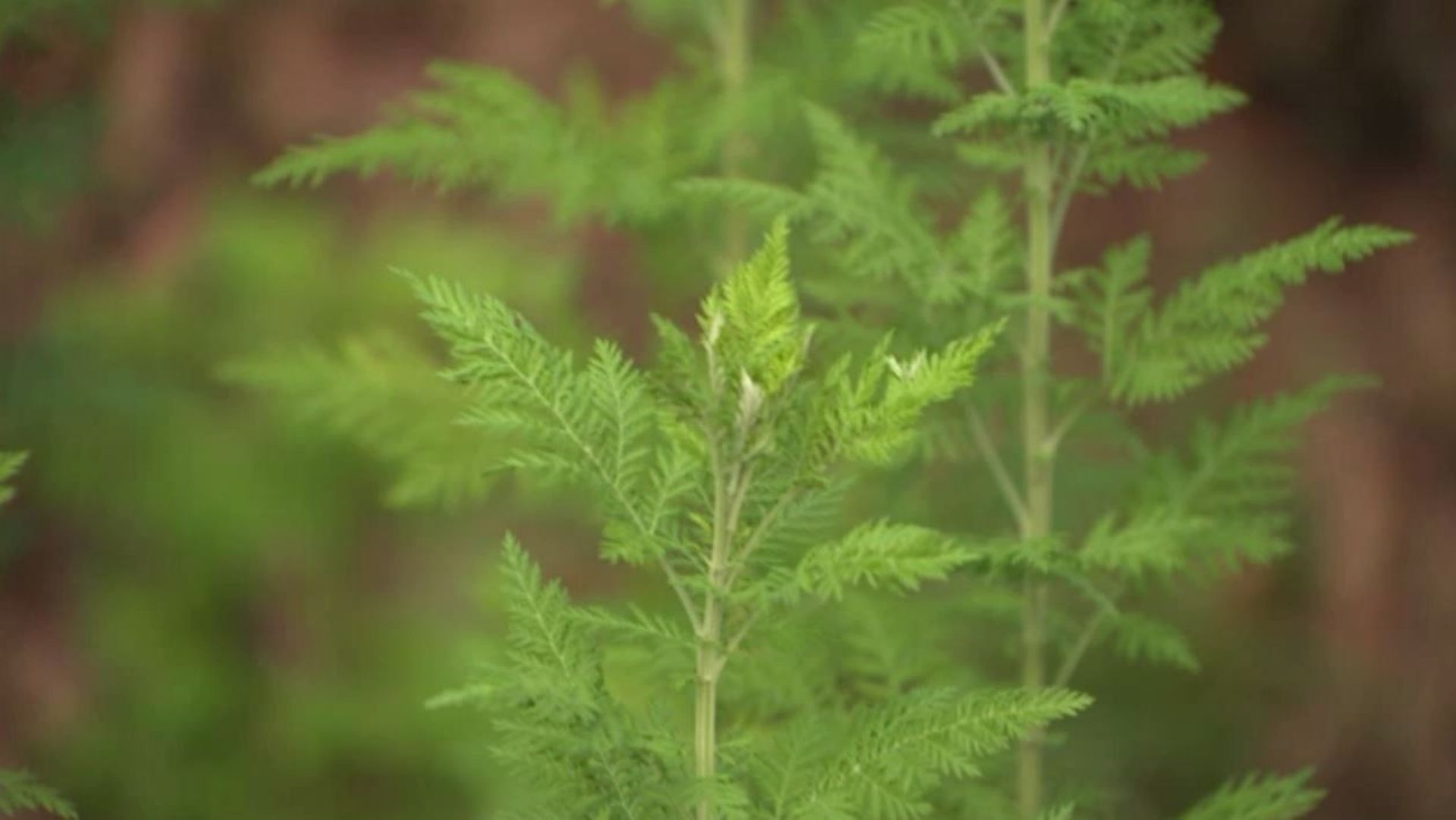 L'Artemisia, une variété cultivée en Asie et en Afrique principalement