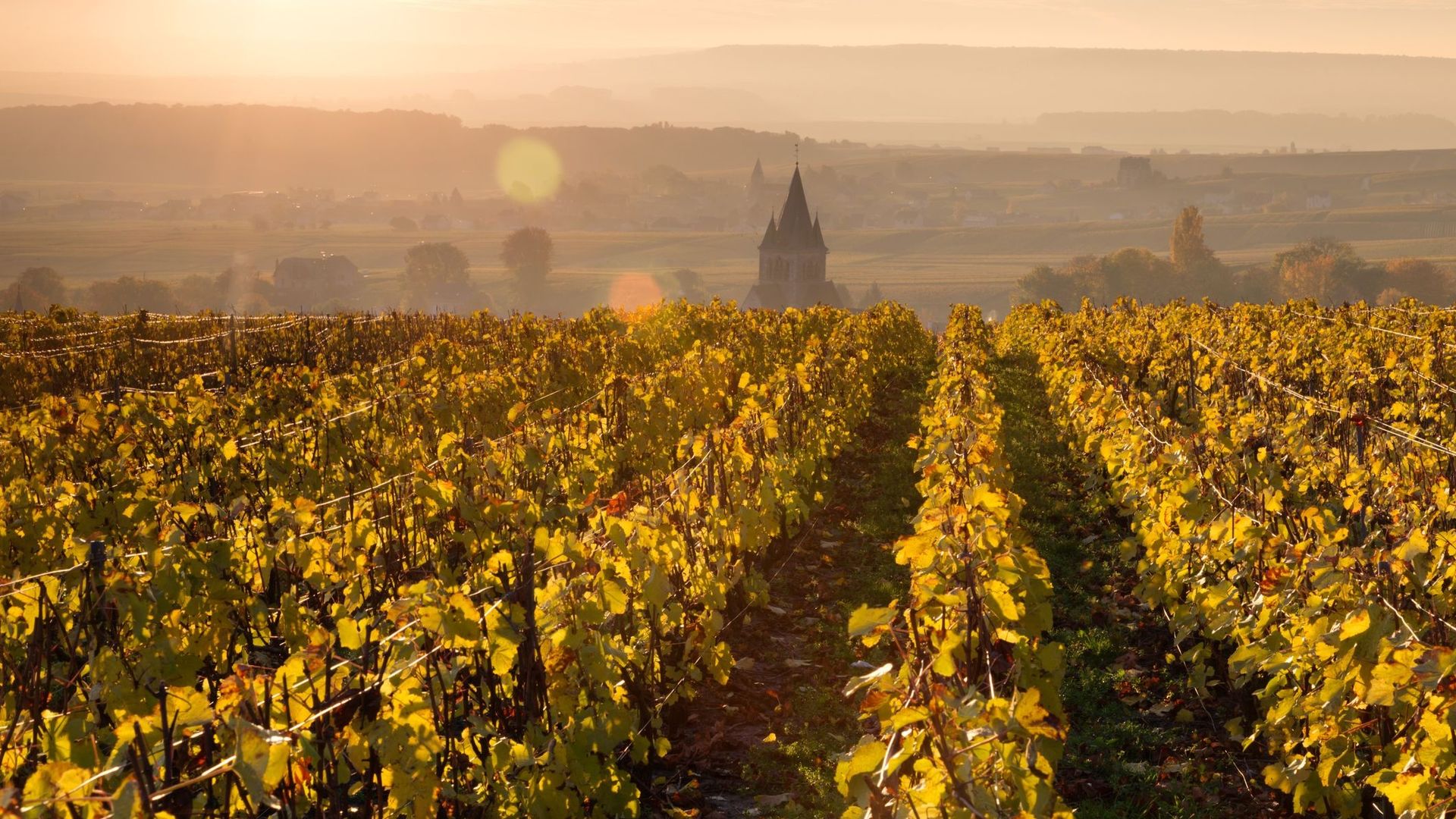 Dco Thme Vigne Et Vin