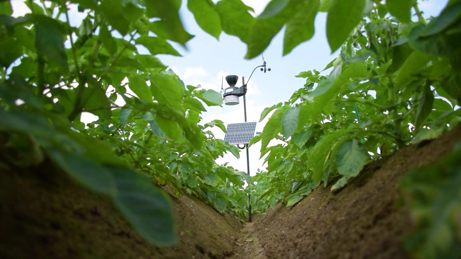 Pommes de terre : un pilier de l’agriculture belge sous haute surveillance à Ath – RTBF Actus