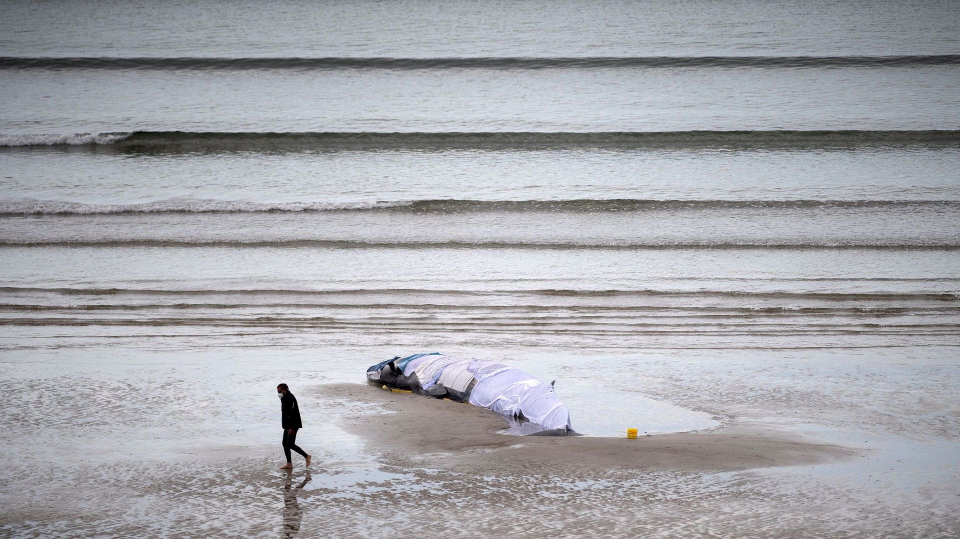 La baleine rorqual échouée sur la plage de Ploeven, dans l'ouest de la France, le 19 septembre 2022.