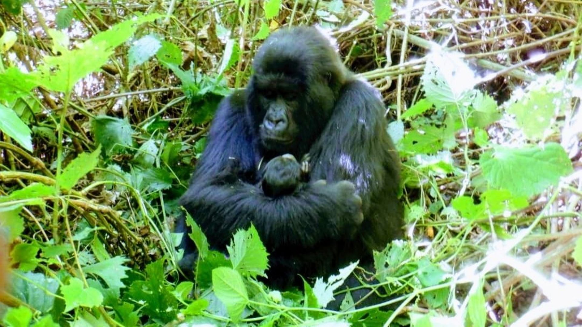Bazirushaka, de la famille Lulengo, a donné naissance à son deuxième enfant, une femelle.