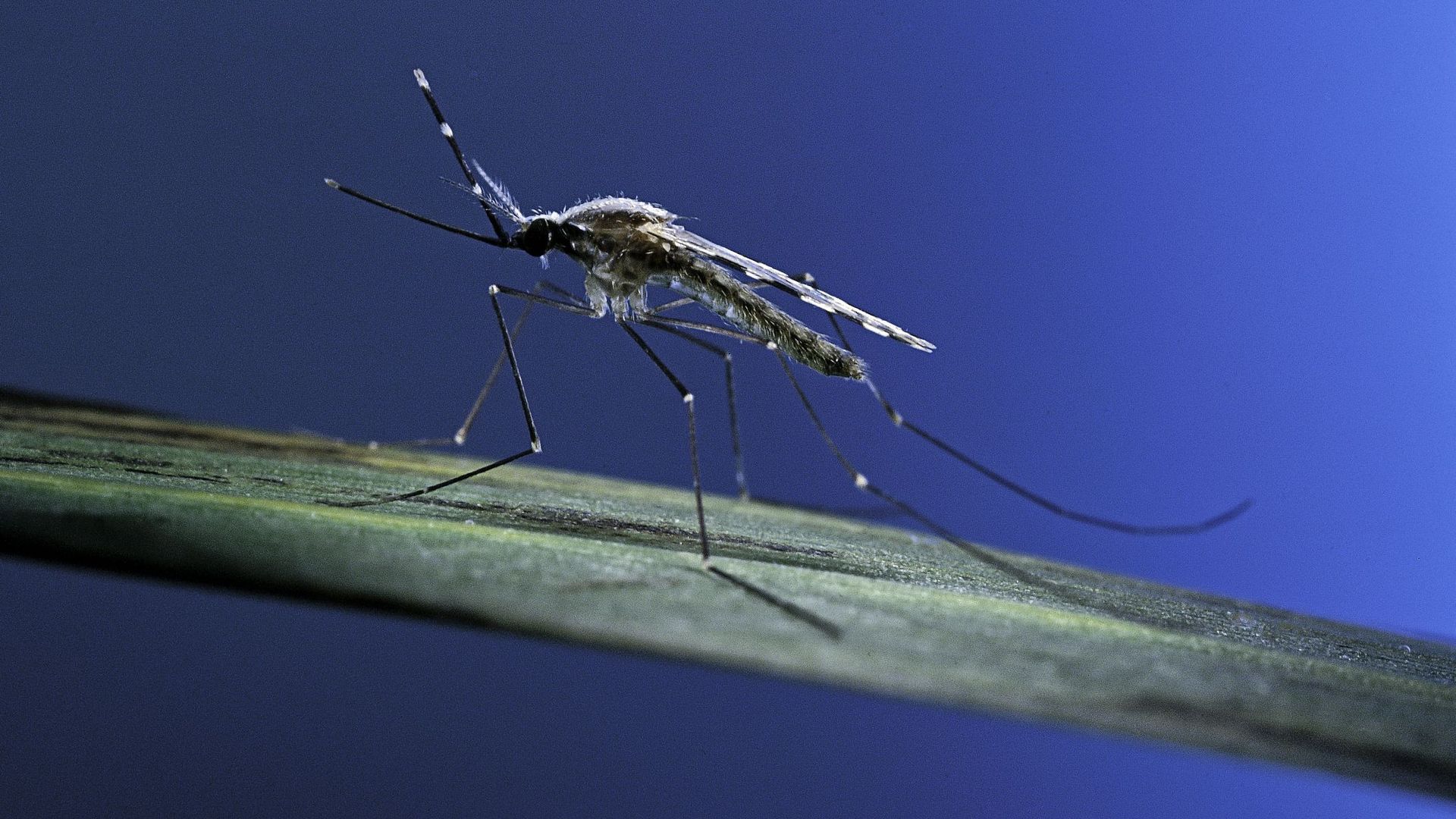 Paludisme : une résistance au traitement découverte chez des parasites d'Afrique subsaharienne.