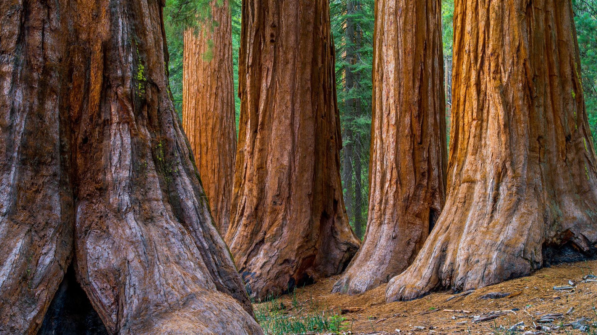 Combien de CO2 peuvent absorber les grands arbres ? La NASA a la réponse !