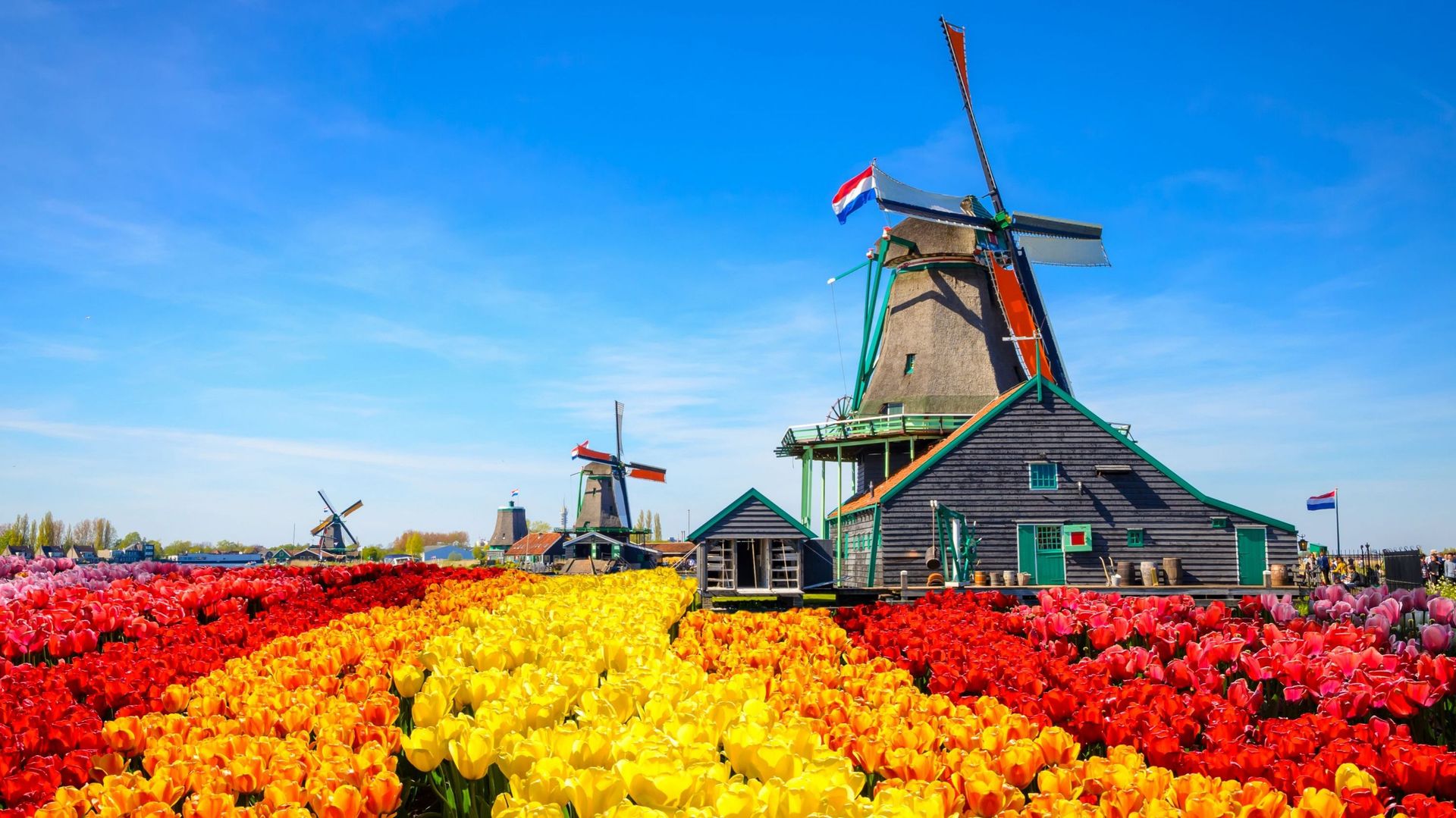 Les Pays-Bas, pays des moulins à vent et des tulipes