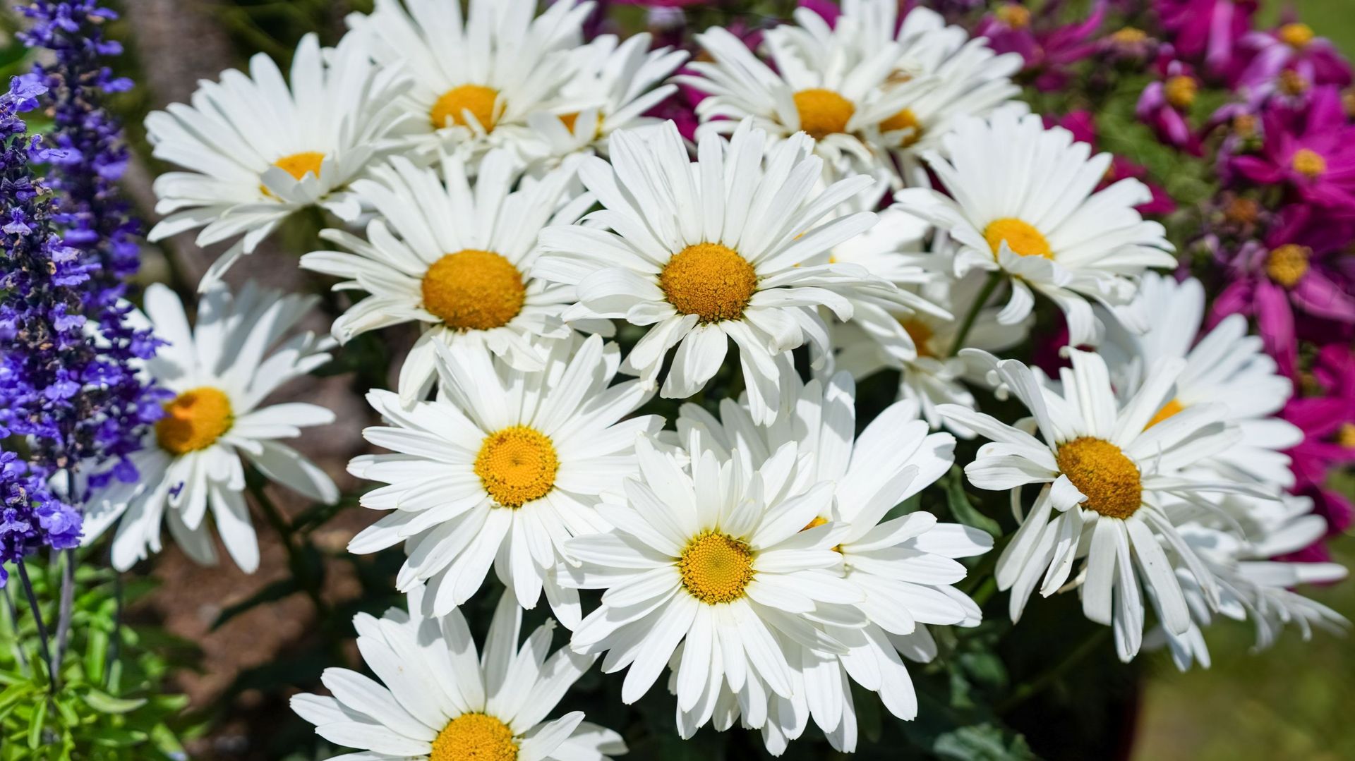 AGENDA : foires aux plantes, jardins ouverts, visites guidées…