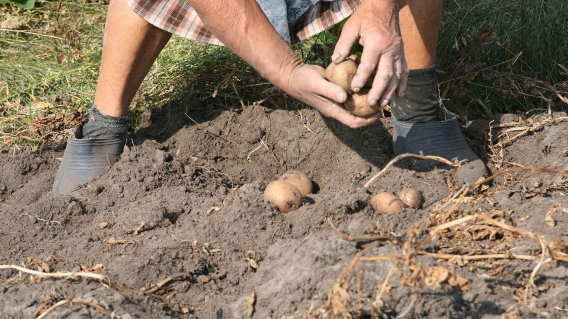 Retour du glanage dans les champs : quelques règles pour que tout se passe bien