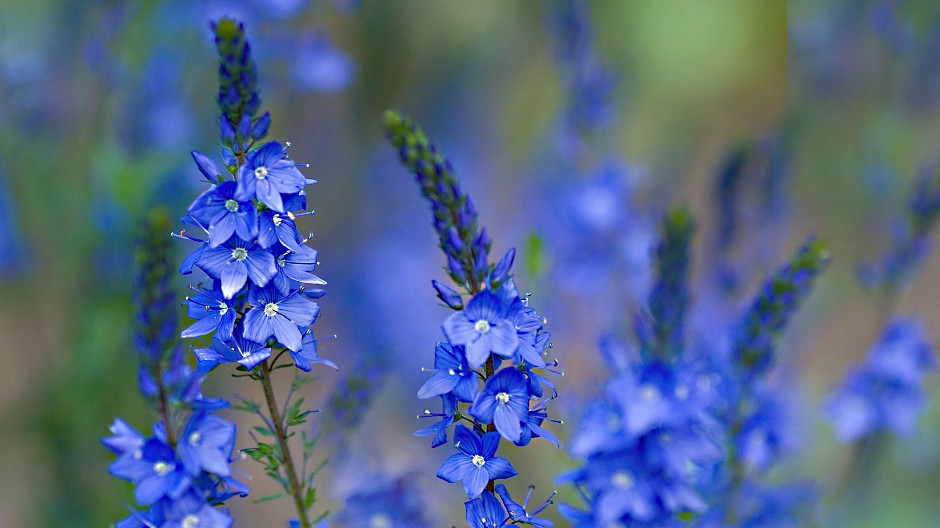 Petites fleurs bleues qui poussent sur des tiges qui à la bas sont couchées et se relèvent quand elles fleurissent. 