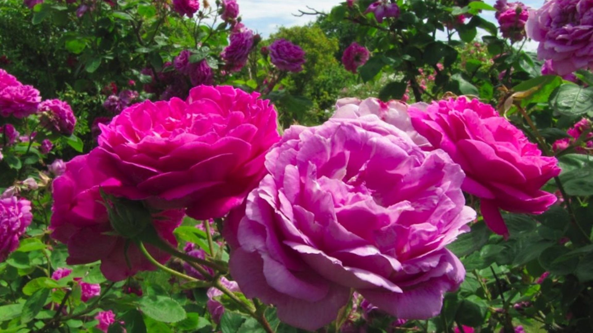 Comment le croisement des roses d’Orient et d’Occident au XIXᵉ siècle a totalement changé nos jardins