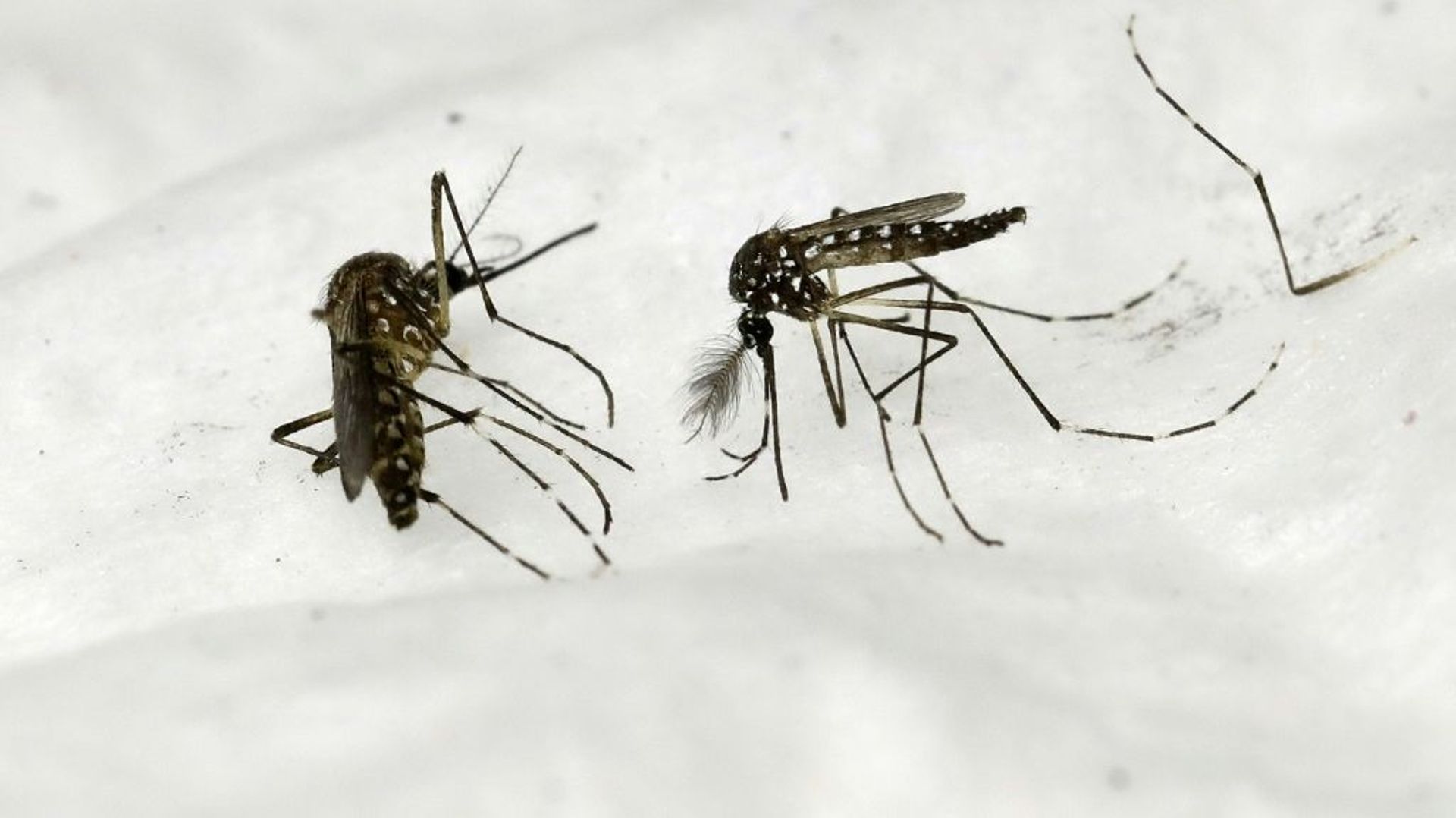 Les moustiques, vecteurs fréquents du paludisme
