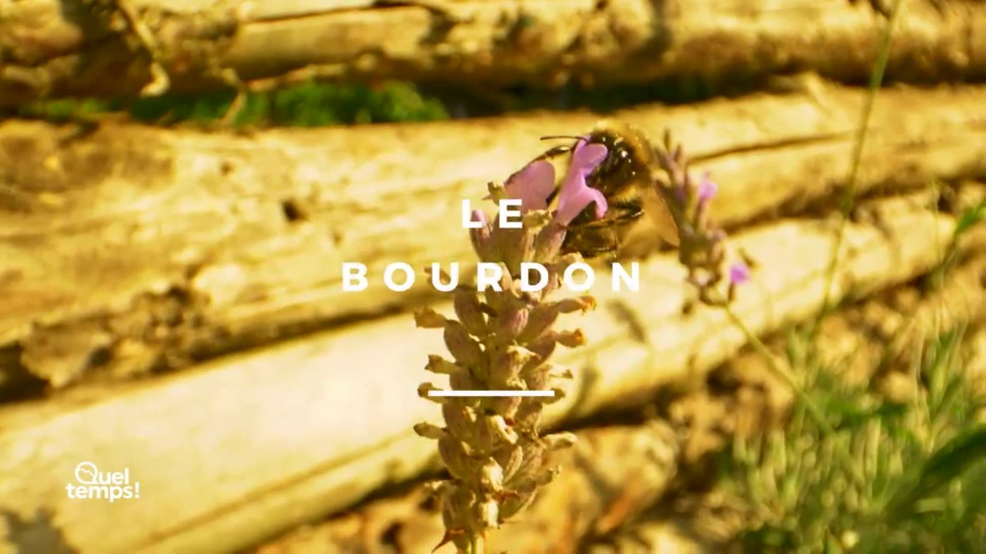 MA FABULEUSE AVENTURE AVEC LES BOURDONS visual data 7