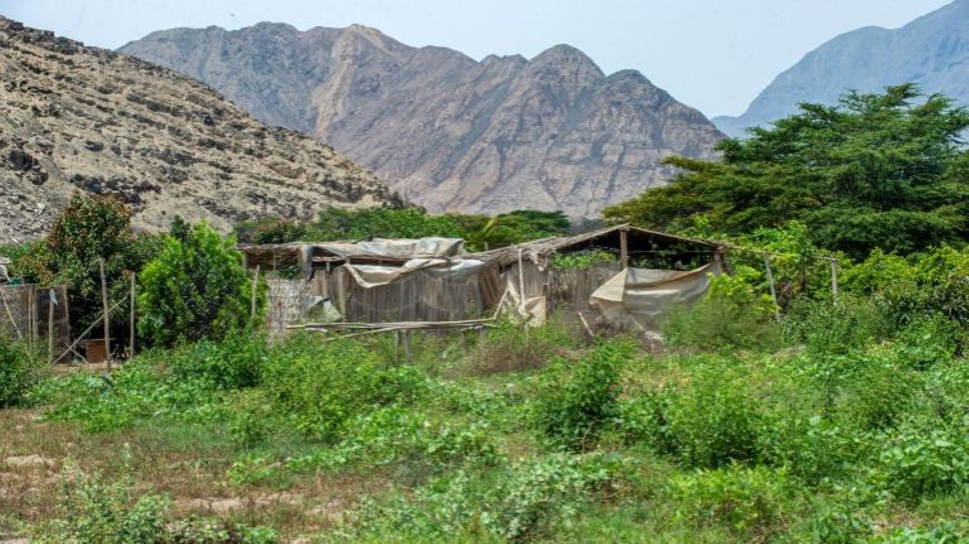 Une habitation précaire construite illégalement par des paysans sur le site archéologique Caral à Supe, Pérou, le 13 janvier 2021