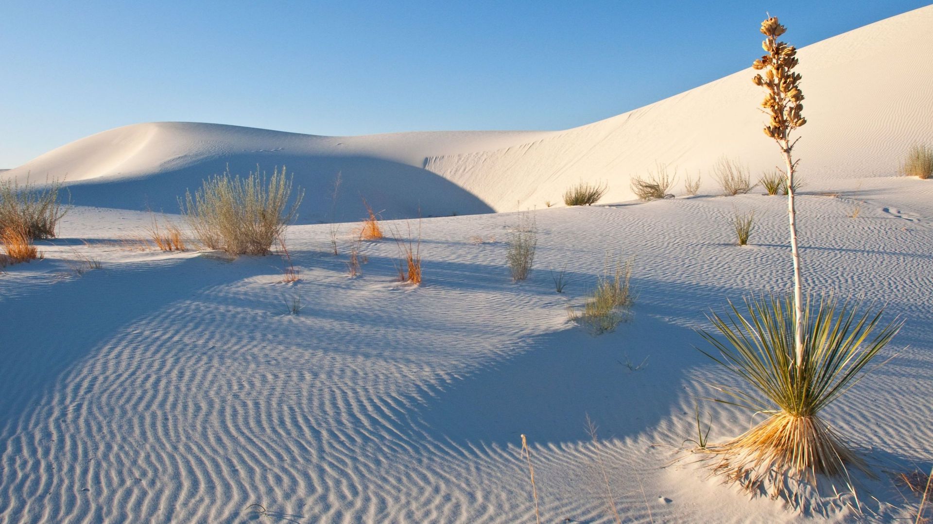 Les dunes immaculées des White Sands