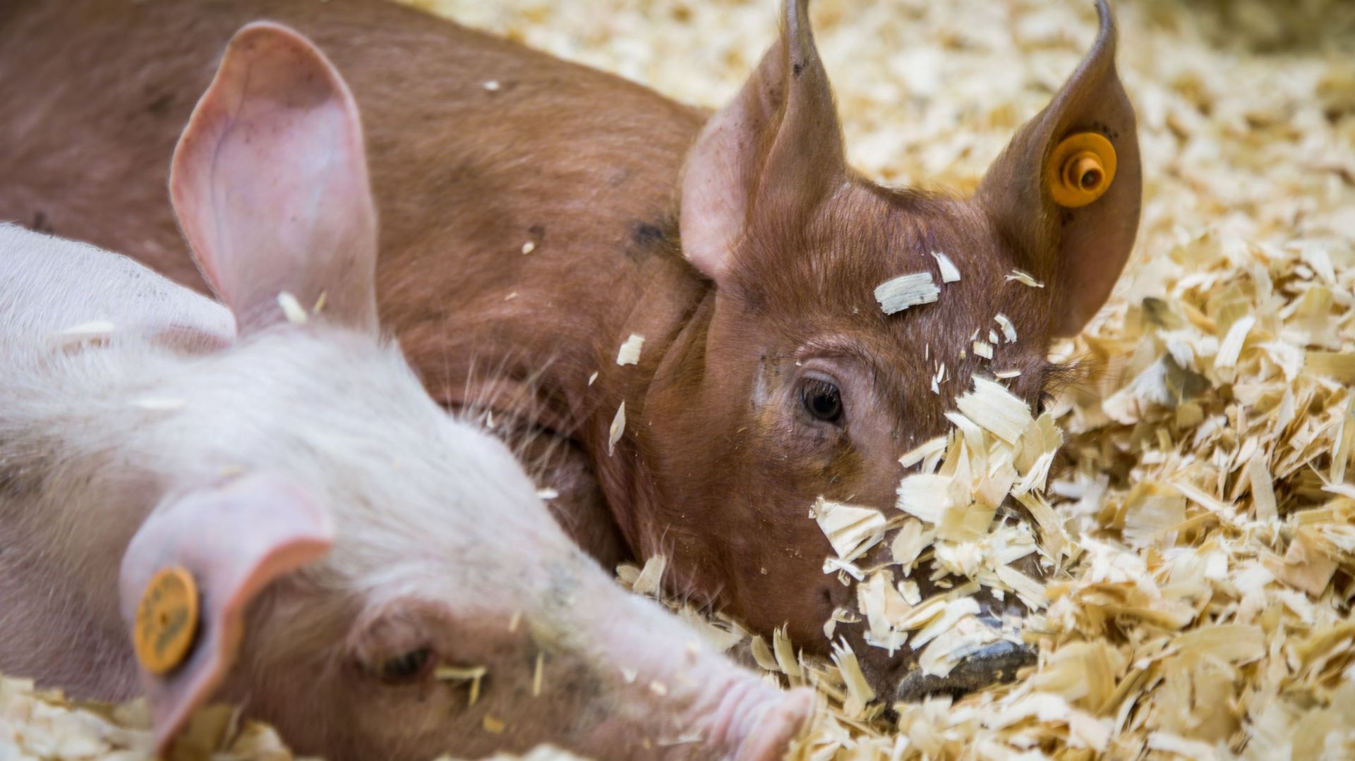 Peste porcine: trois nouveaux pays suspendent leur importation de porc belge