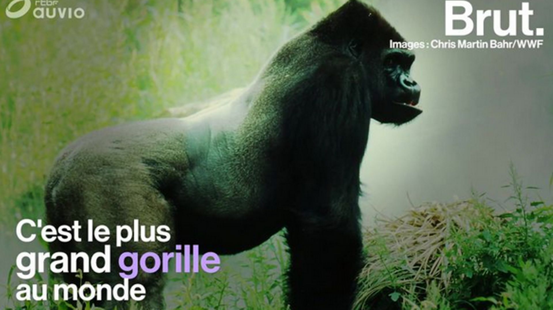Le plus grand gorille du monde est aussi le plus menacé