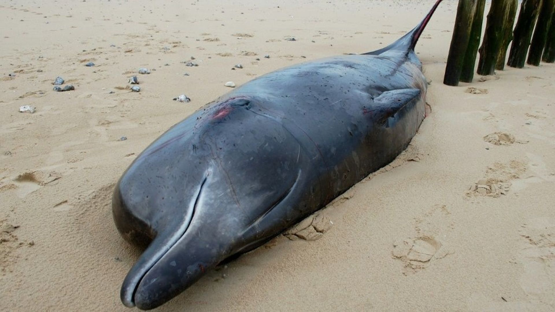 La marée montante pourrait permettre à cette baleine à bec échouée sur une plage de Sangatte de rejoindre la mer, le 7 novembre 2022 