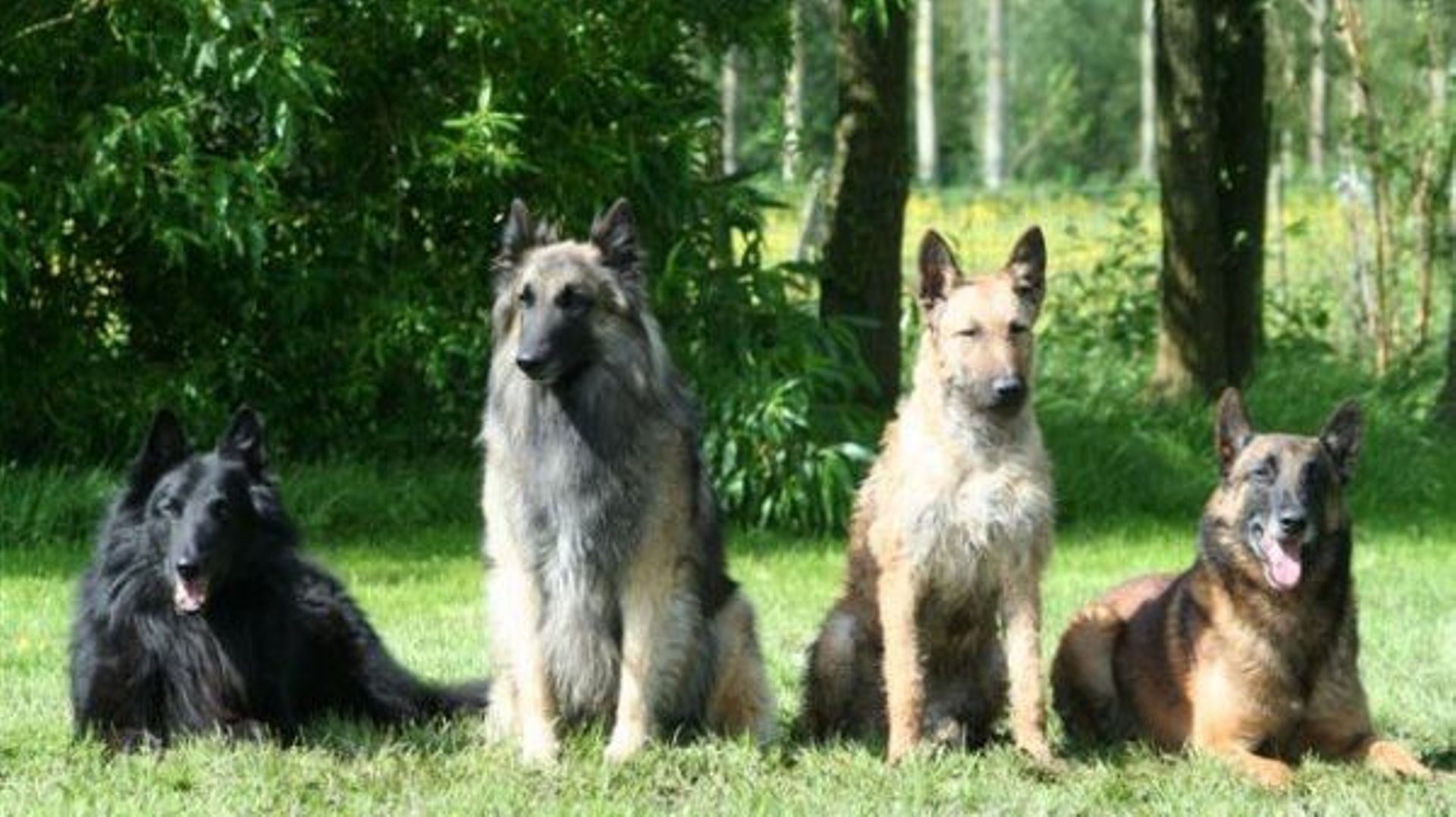 chiens de berger belges