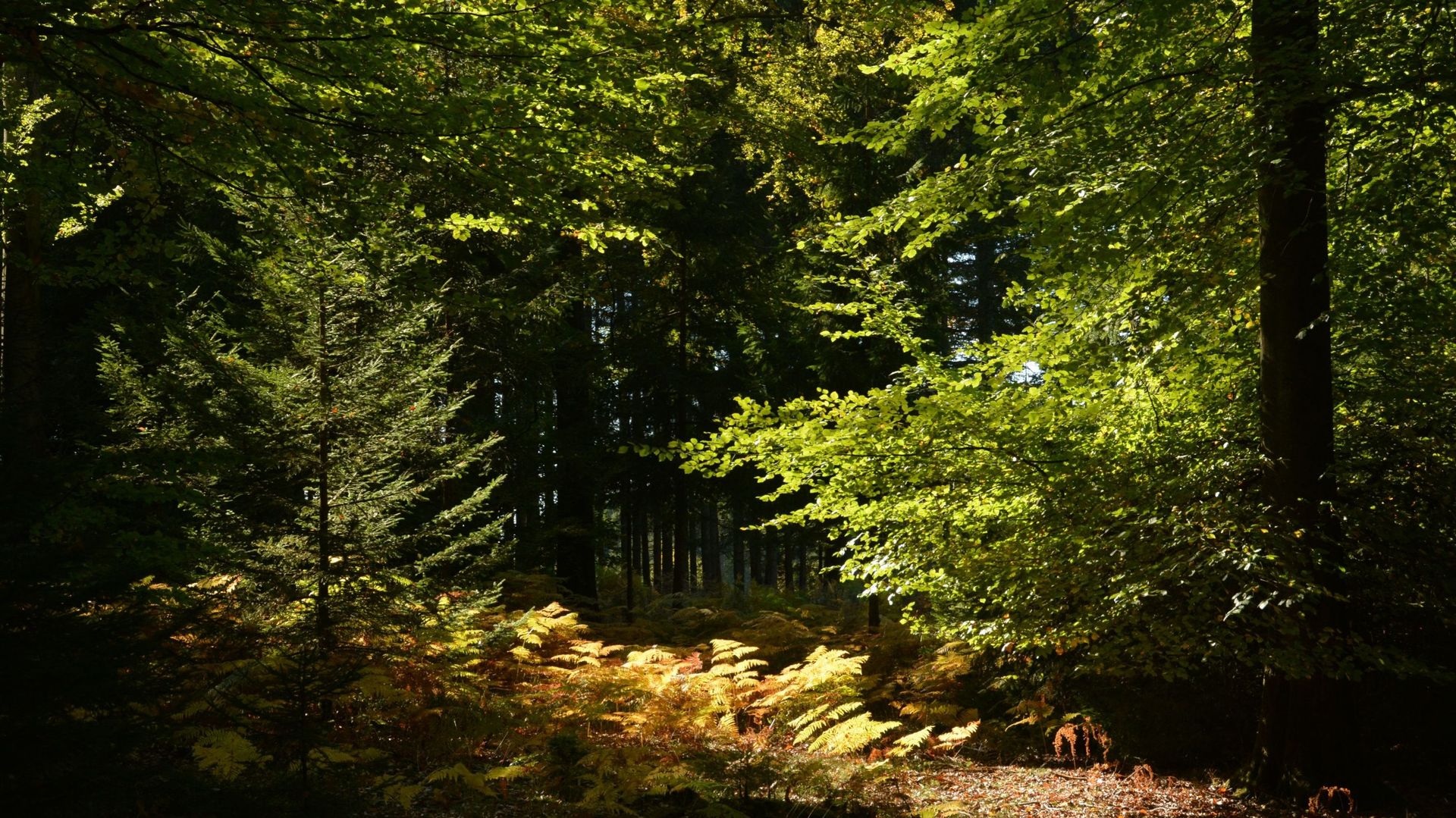 La Forêt d'Argent