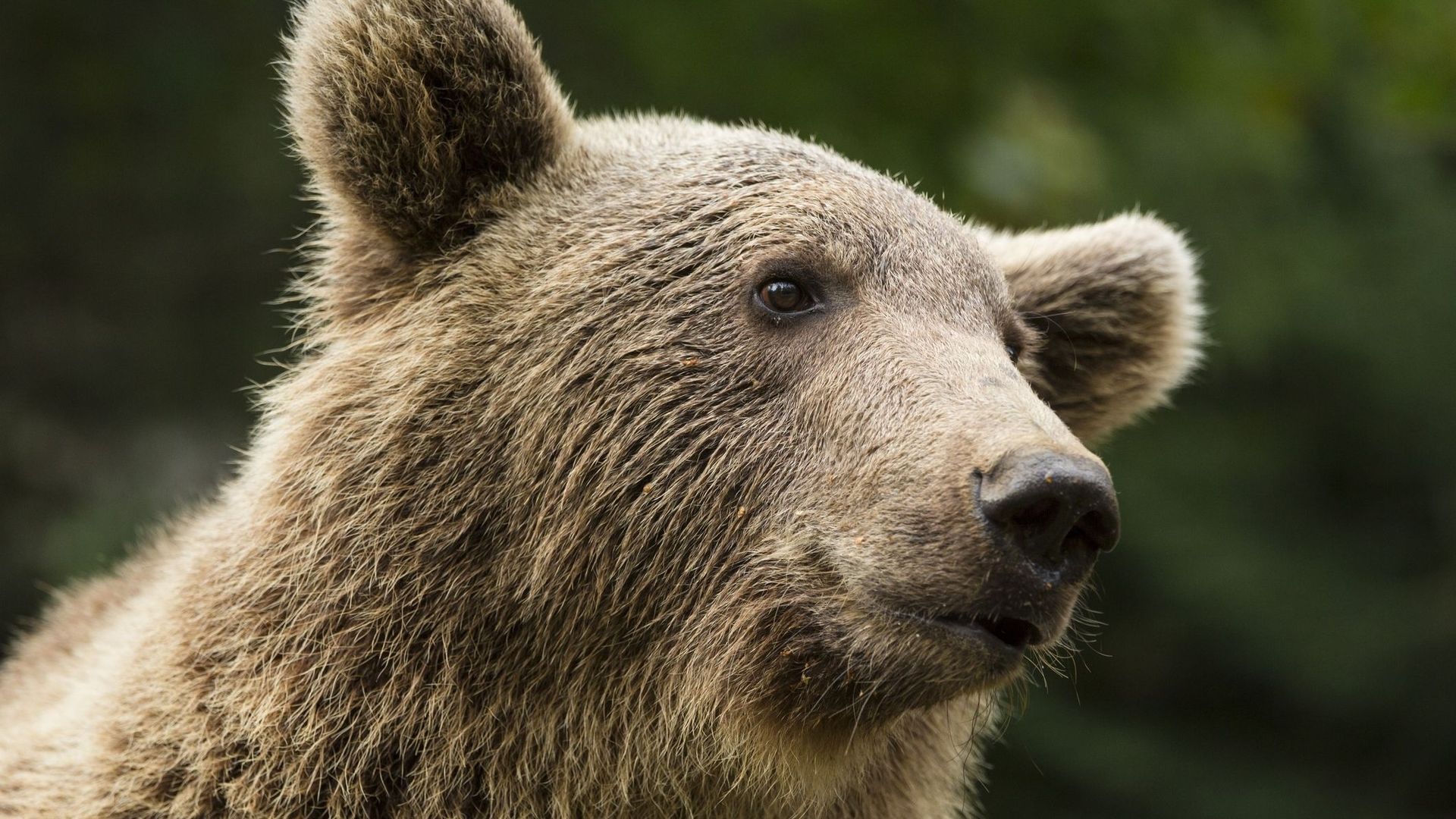 L'ours des Pyrénées, discrètement surveillé pour assurer sa survie.