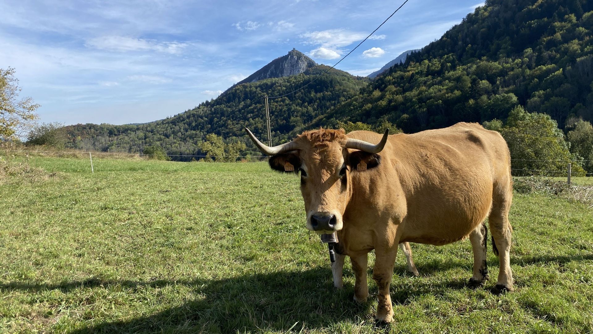 Sphaigne vivante dans une tourbière en montagne noire domaine de