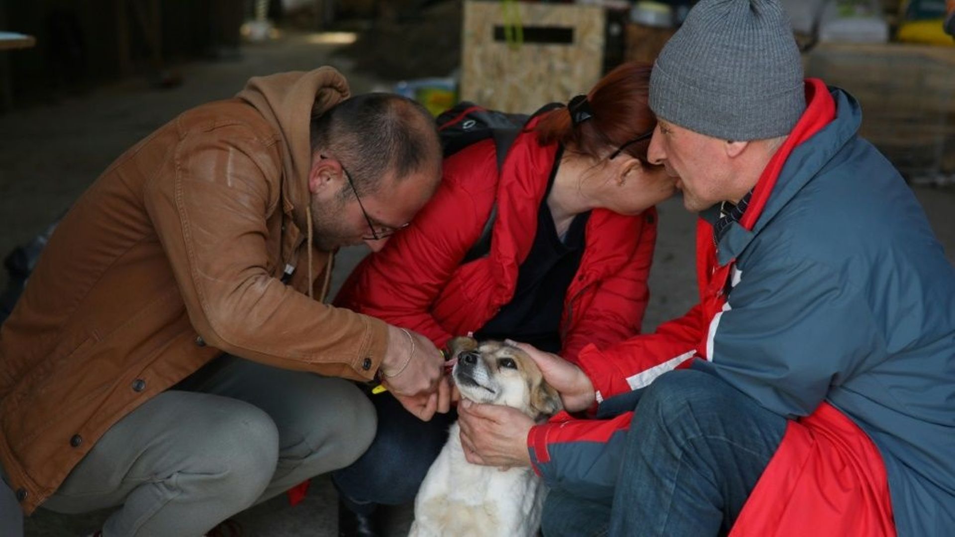 Le directeur du refuge pour animaux de Lviv, Orest Zalypskiï, enlève l'identification d'un chien avant de le confier à une nouvelle famille, le 26 mars 2022 en Ukraine
