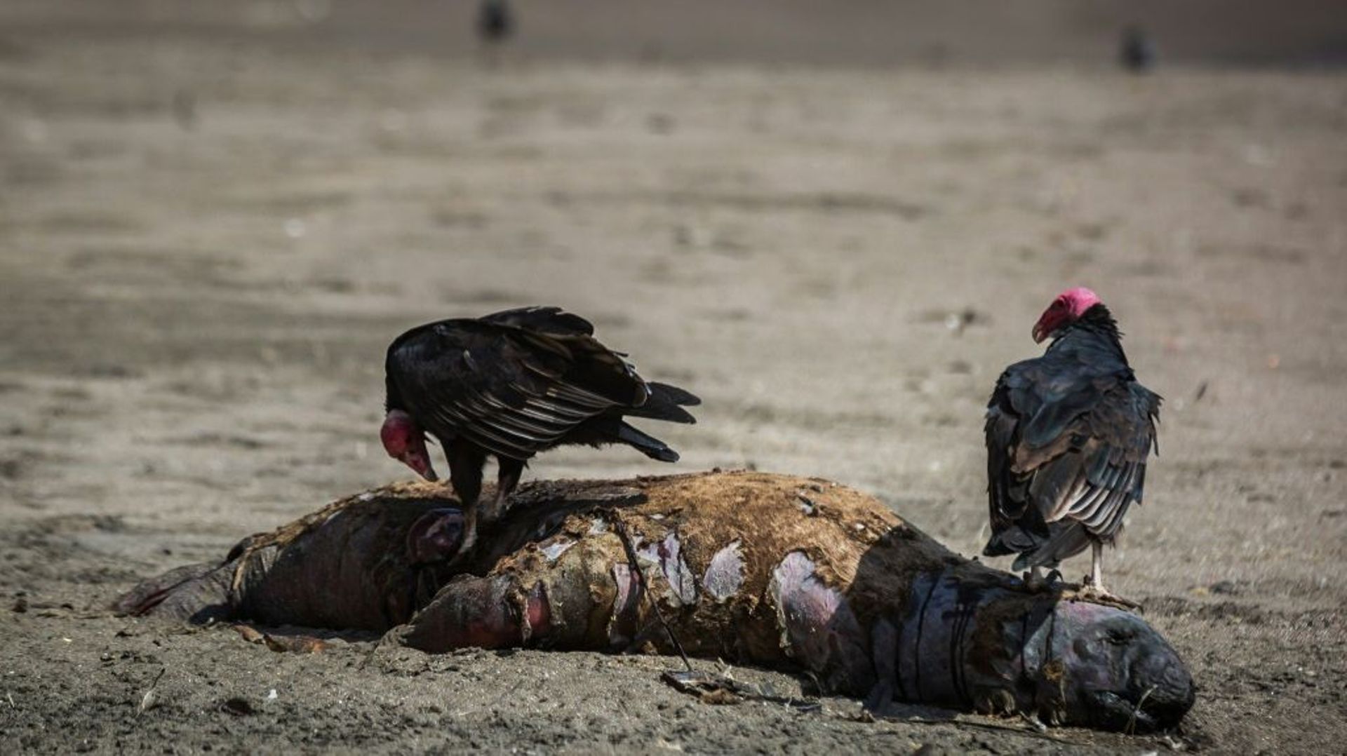 Photo diffusée par la municipalité d’Arica montrant un lion de mer mort sur une plage, le 1er avril 2023 au Chili