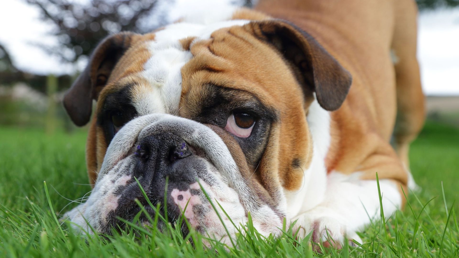 Les Pays-Bas veulent interdire la possession de chiens à nez plats.