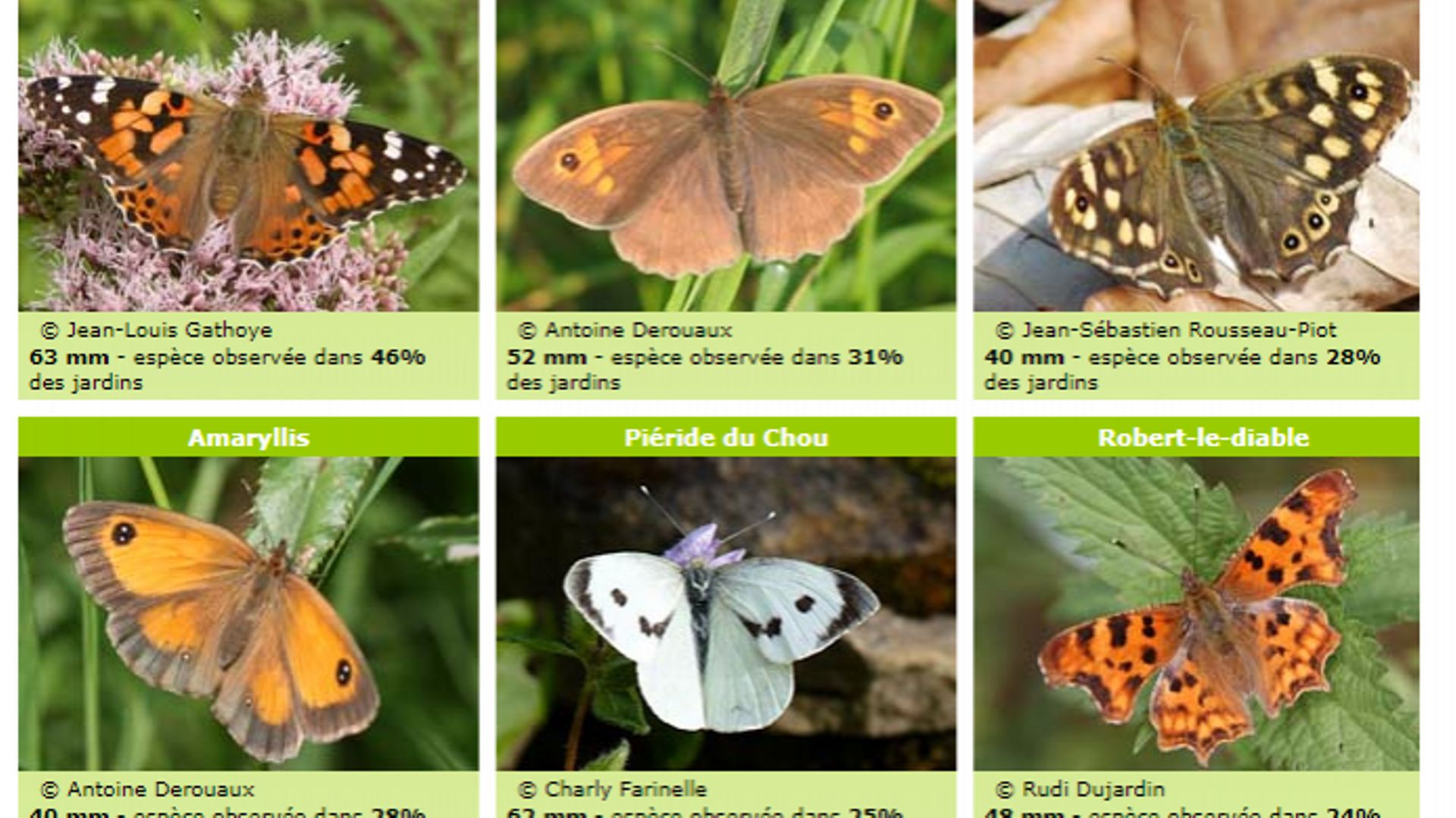 Les papillons de nos jardins décrits et recensés