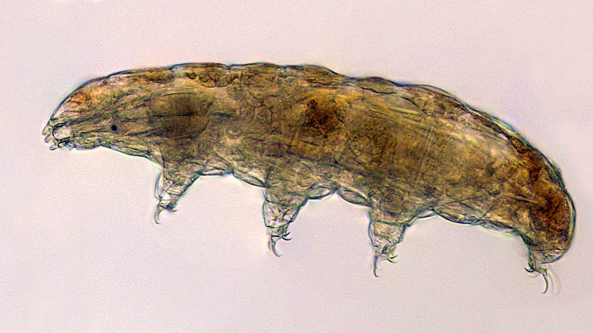 Le tardigrade ou ourson d’eau, organisme extrêmement résistant est qualifié d’extrêmophile, il arrive à survivre dans des conditions extrêmes.