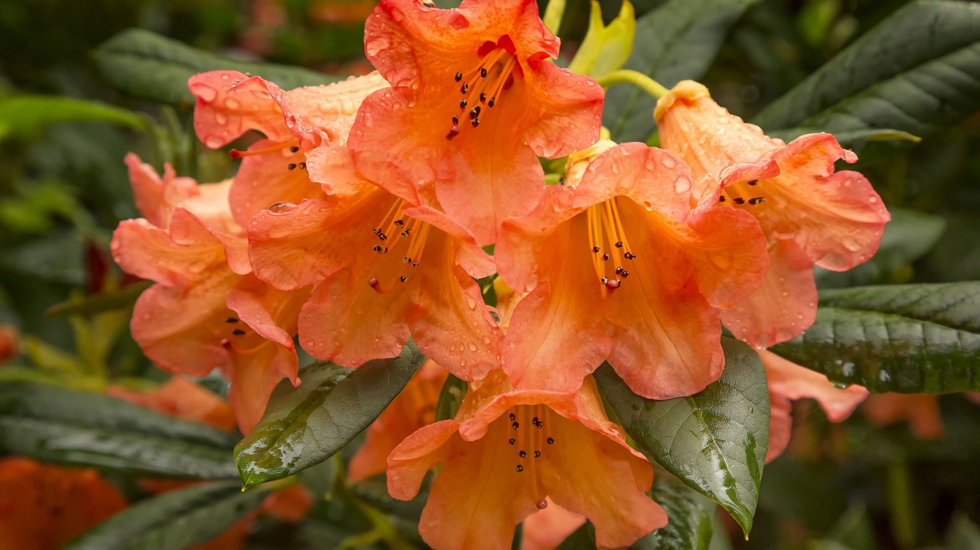 Le nom rhododendron vient du grec ancien formé de rhodon qui signifie "rose" et dendron pour "arbre". On peut donc le traduire par "arbre à roses"